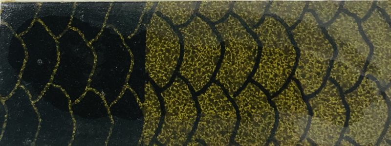 Vert achigan médium