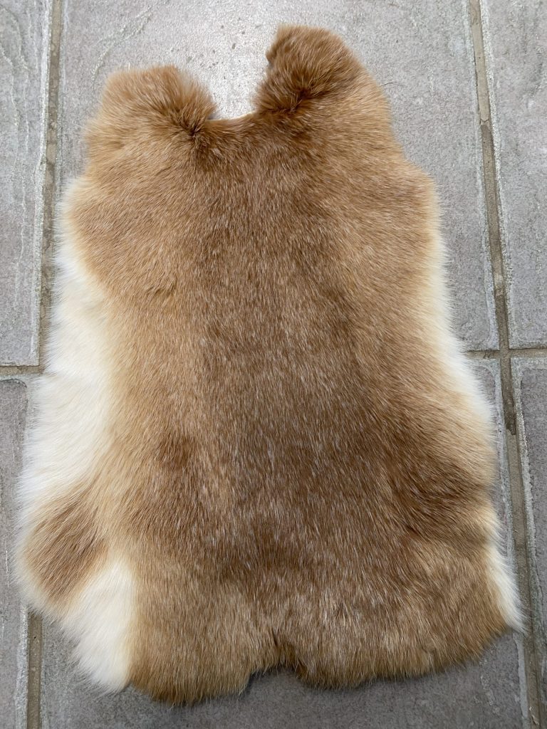 Peau de lapin Taxidermie de l