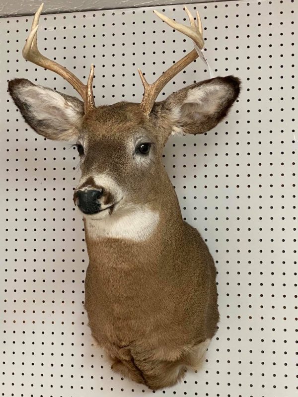 Tête de chevreuil Taxidermie de l