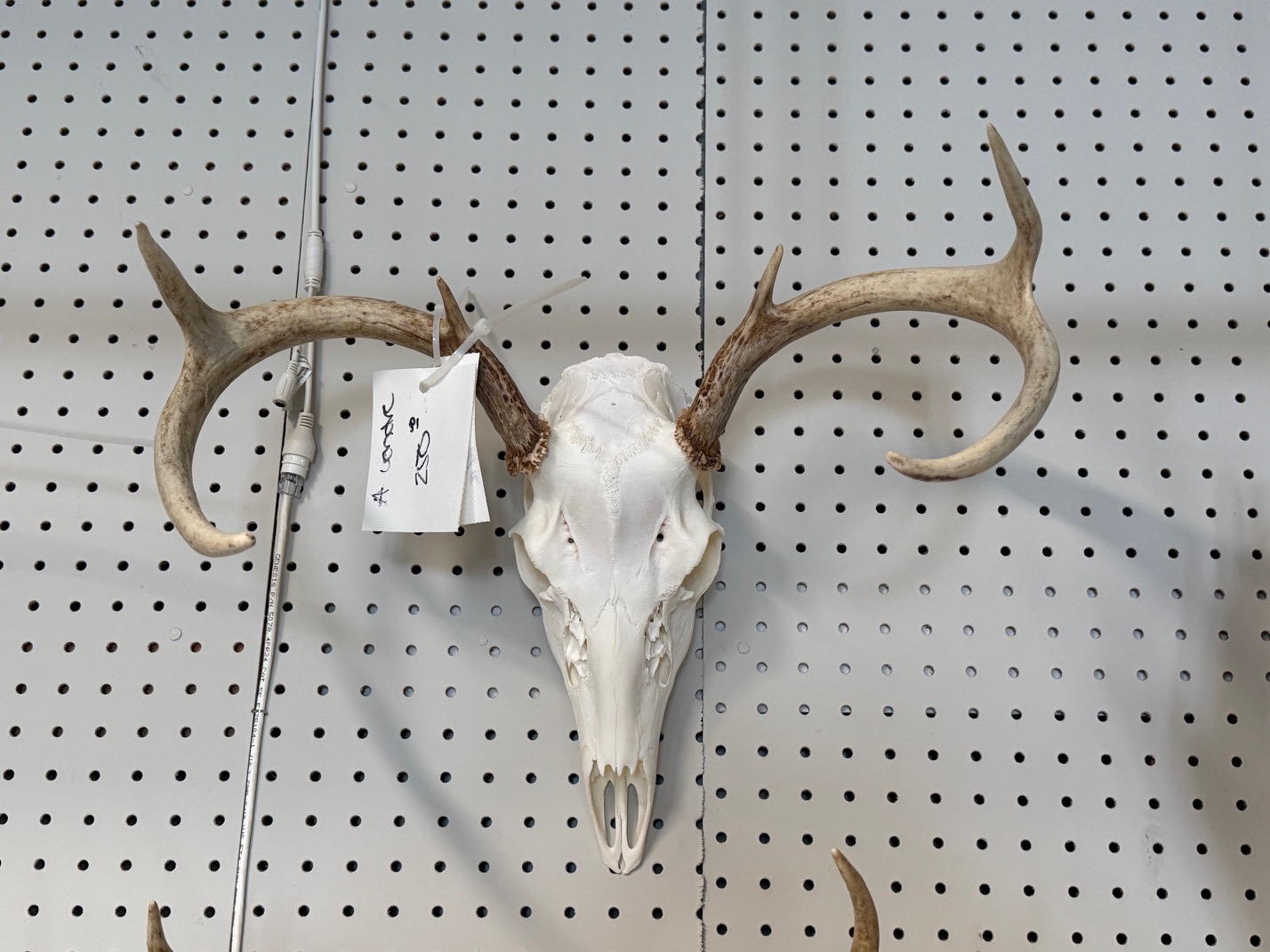 Crâne de chevreuil – Image 2