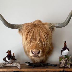 Alternative view of Tête de vache highland naturalisé