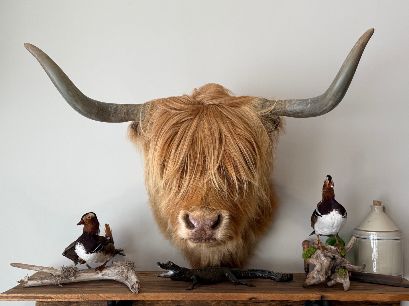 Tête de vache highland naturalisé – Image 2