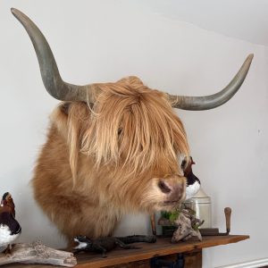 Tête de vache highland naturalisé