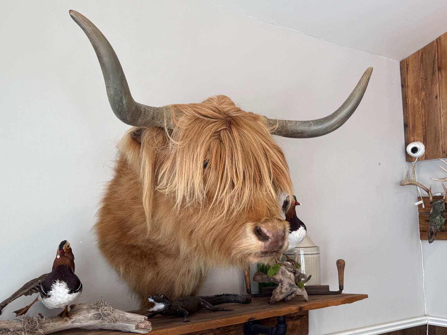 Tête de vache highland naturalisé