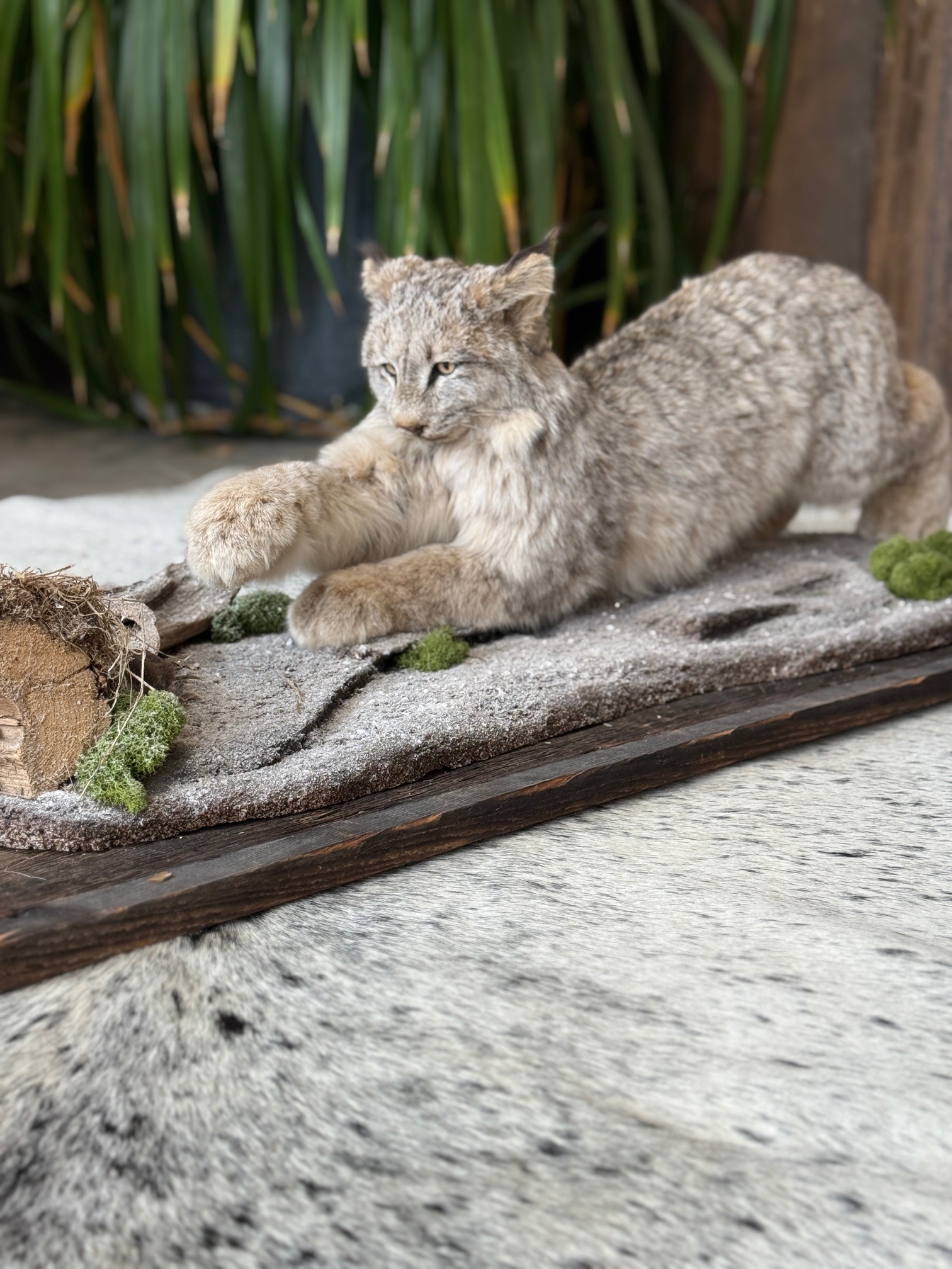 Naturalisation d'un bébé lynx