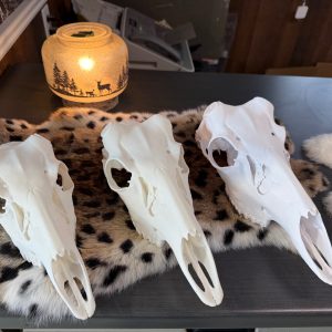 Crâne artificiel de chevreuil