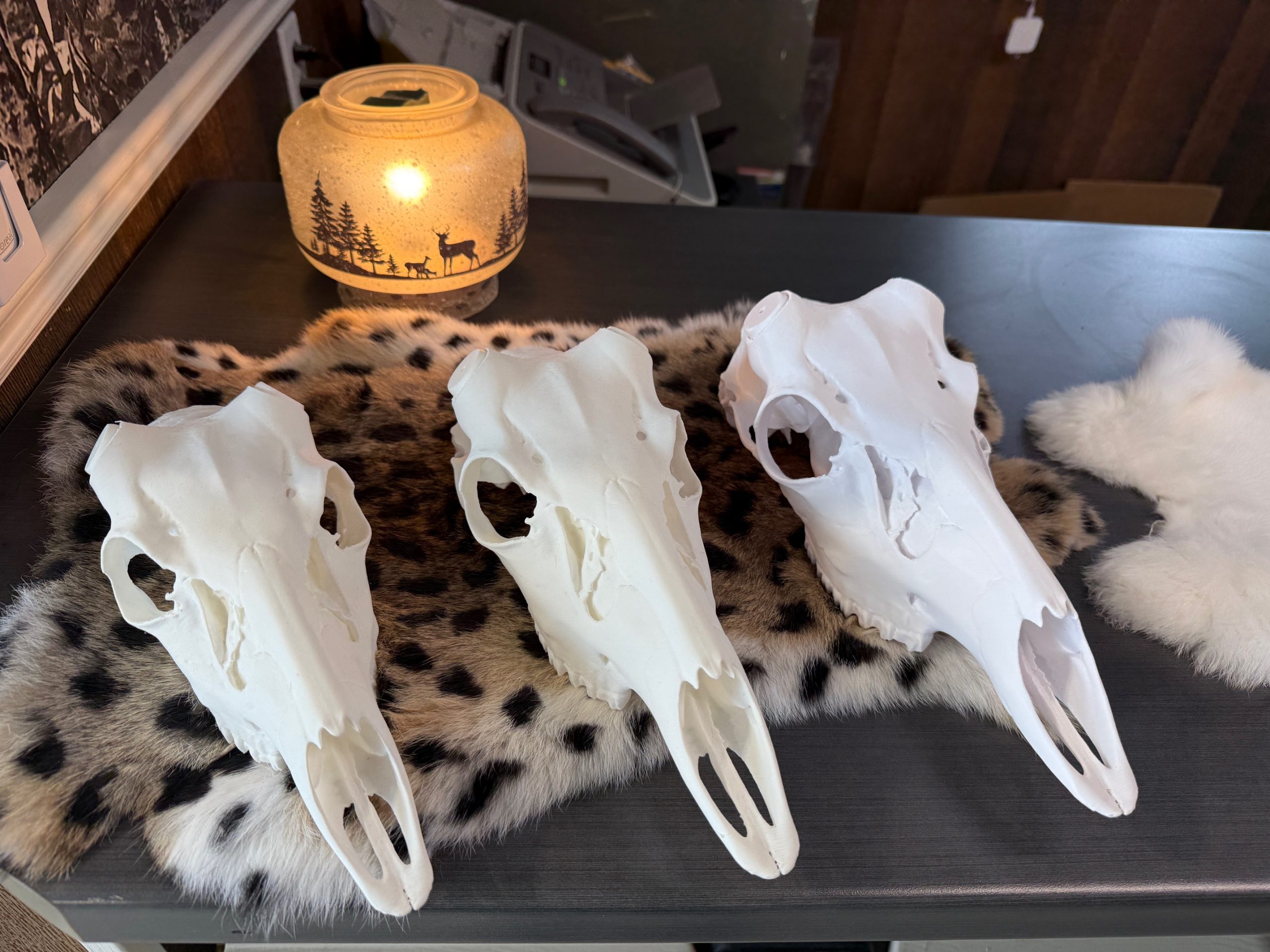 Crâne artificiel de chevreuil